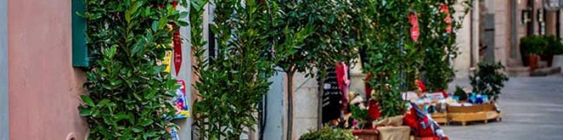 Da decorazione a siepe: la trasformazione di 112 piante di alloro